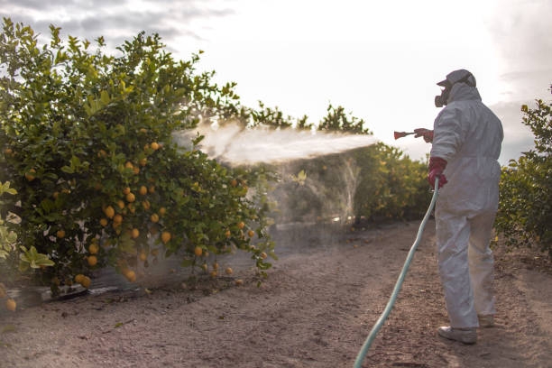 Best Mosquito Control Services  in Manila, AR